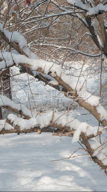 snowyday,tree branch,winter,cold,tree trunk,leaves,treetrunk,park,storm,bench,snow day,nature,park walk,blizzard,tree,winter tree,snow,plant,wintertree,walk