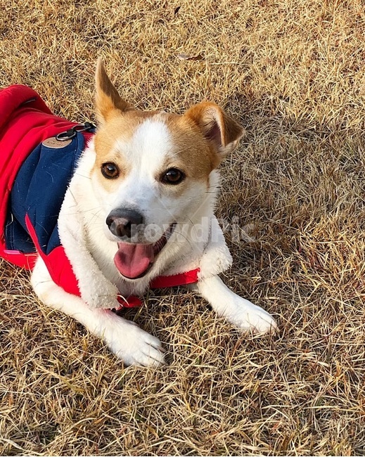 강아지,개,강아지웃음,반려동물,멍멍이,댕댕이,믹스견,행복,dog,puppy,pet,animal,smile,smiling,펫,mixedbreed,동물,animal,포유류,mammal,개,강아지,dog,doggy