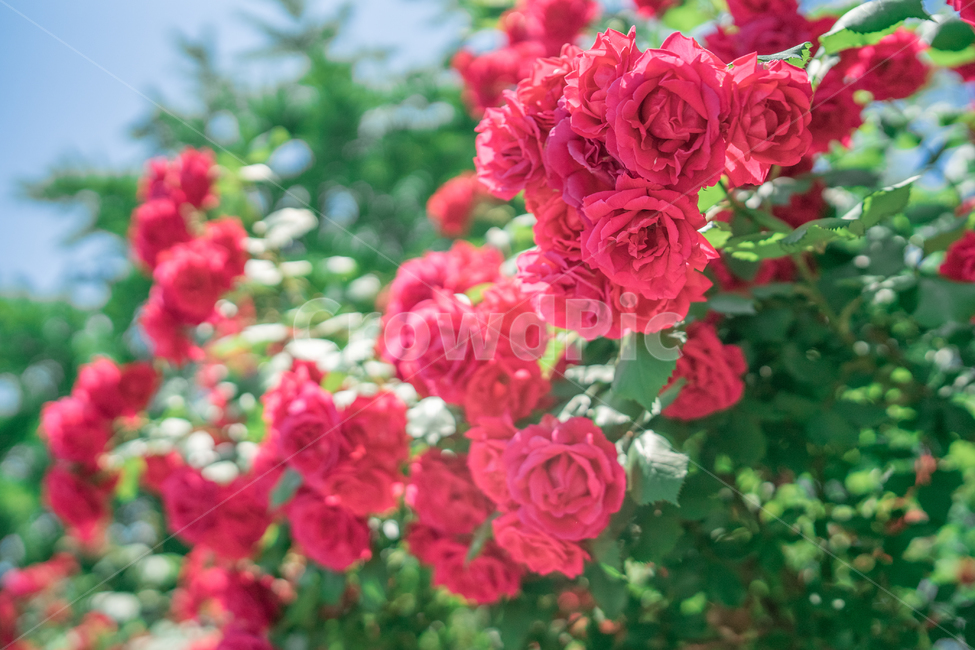 장미,하늘,분홍색,꽃잎,rose,식물,자연,plants,nature,꽃,flower