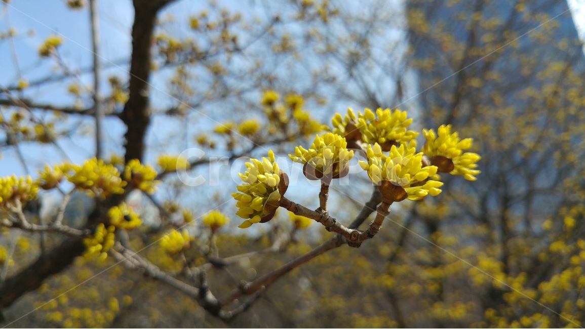 노란꽃,새싹,봄,도시,아웃포커싱,봄,계절,spring,season,식물,자연,plants,nature,꽃,flower,plant