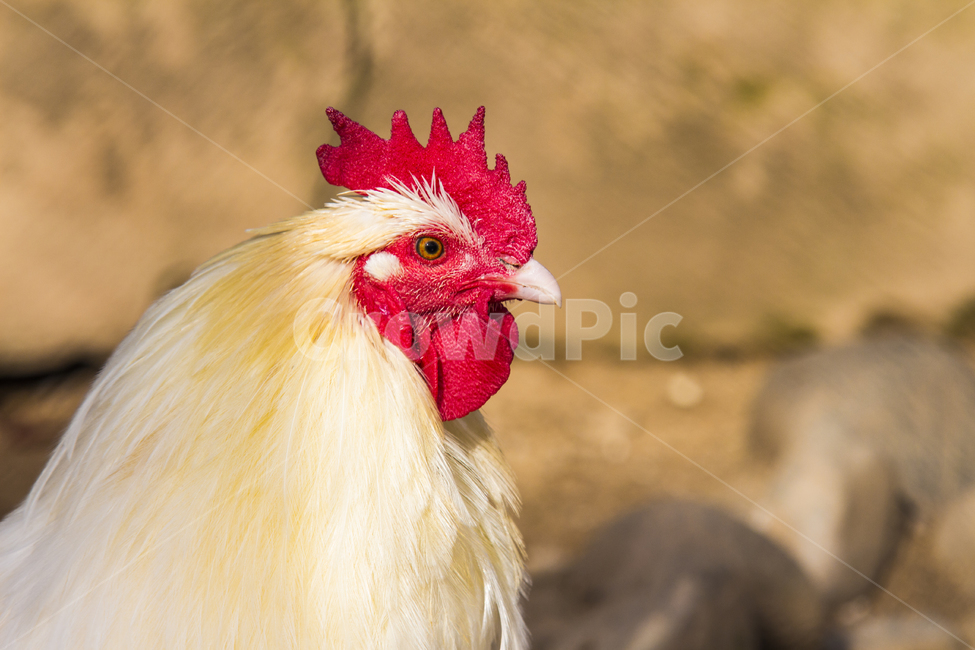 동물,닭,토종닭,수탉,새,조류,부리,가축,닭띠,동물,animal,조류,새,birds