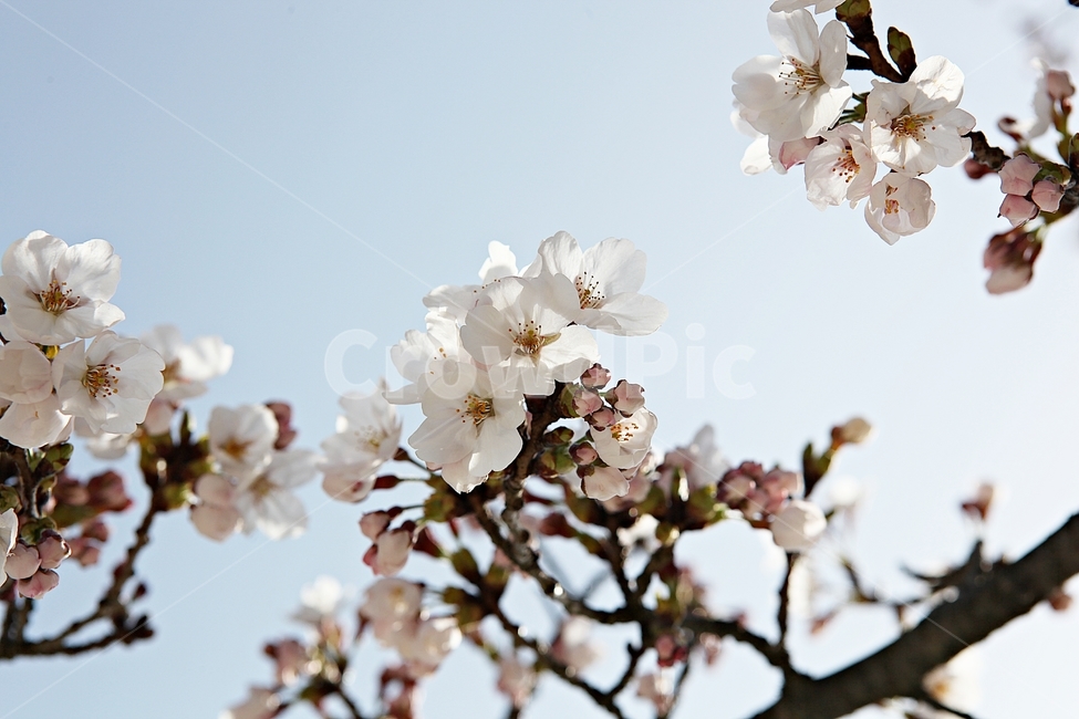 벗꽃,벗나무,꽃,봄꽃,벗꽃잎,꽃잎,식물,자연,공원,식물,자연,plants,nature,꽃,flower