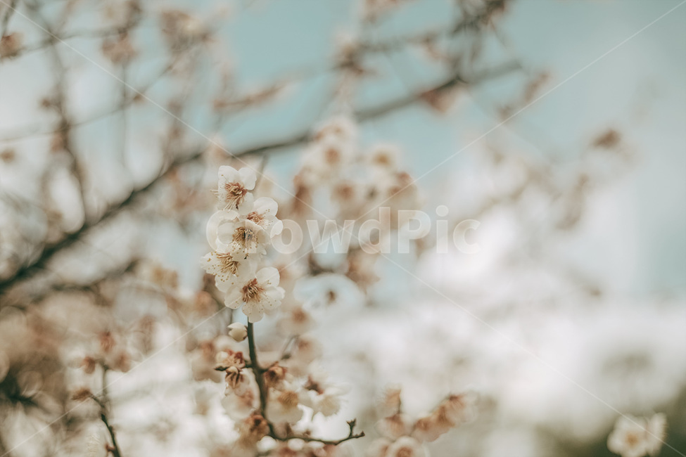 자연,매화,꽃,봄,매화꽃,spring,flower,nature,식물,plant,봄,계절,spring,season,식물,자연,plants,nature,꽃,flower