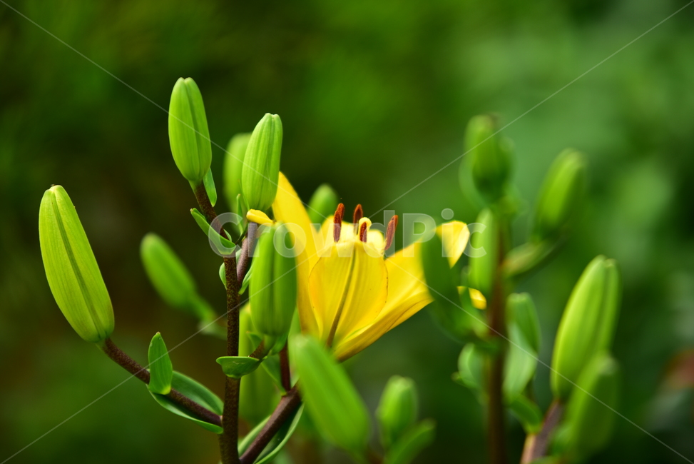 꽃,나리,나리꽃,백합과,꽃봉우리,노란꽃,식물,플라워,flower,plants,lily