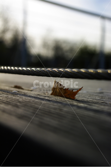 겨울,낙엽,원목,wood,줄,가을,계절,fall,autumn,season,plant,식물,leaf,잎,handrail,난간,banister