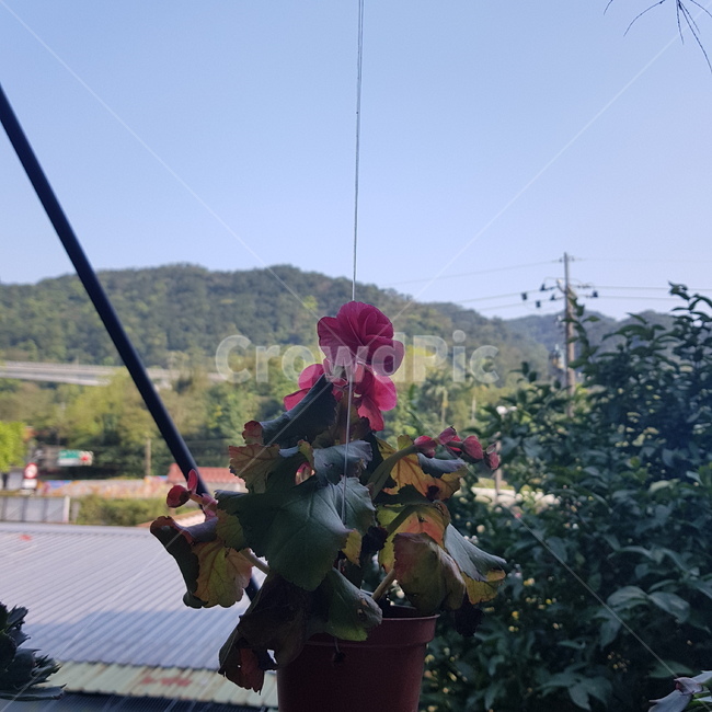 화분,꽃,잎,하늘,분홍,식물,자연,plants,nature,꽃,flower