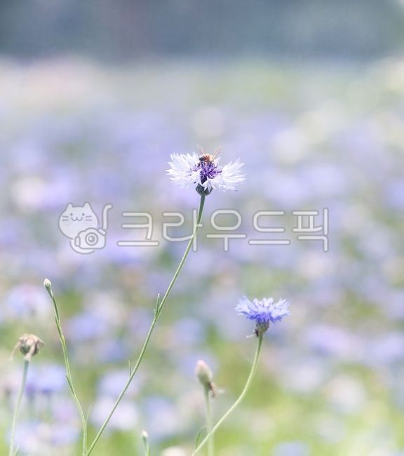 꽃,식물,관상용,수레국화,독일국화,flower,cornflower
