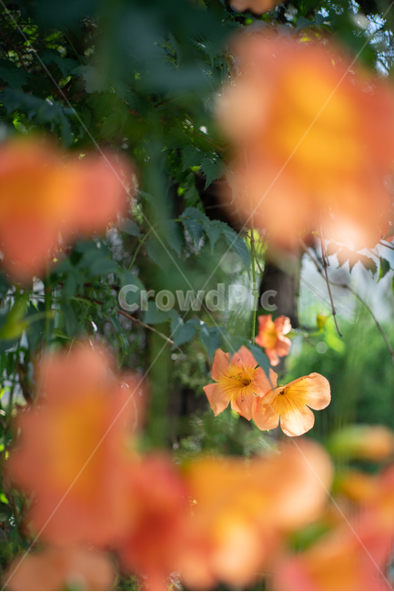 능소화,trumpetflower,여름,summer,식물,plant,식물,자연,plants,nature,꽃,flower