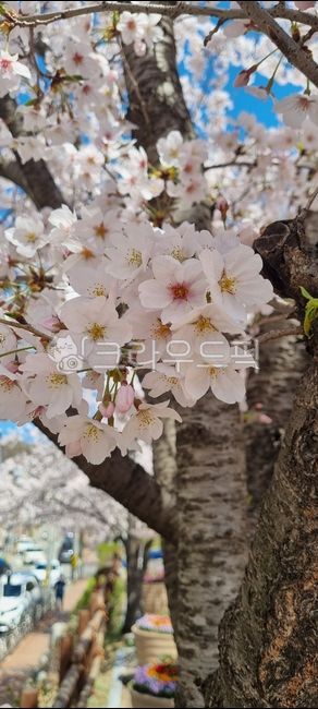 flowers,cherry blossoms,cherryblossom,tree,branches,petals,full bloom,flower