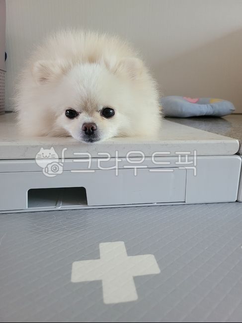 강아지,반려견,동물,애견,포매라이안