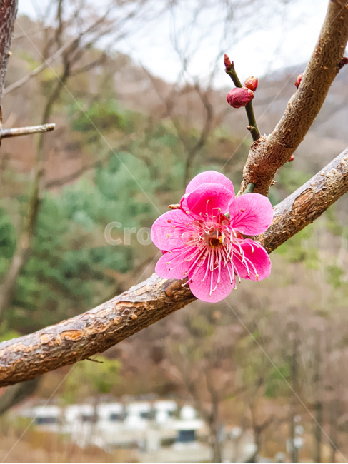 redapricot,꽃,홍매화,beautiful,emotion,sensitivity,힐링,화려한,핑크,nature,wildflower,봄꽃,spring,야생화,season,감성,색채,색감,시즌,계절,예쁘다,꽃말,고결,인내,결백,flower,feeling,자연