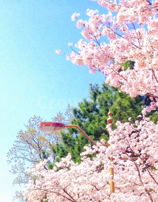 벚꽃,봄,풍경,계명대학교,landscape,spring,꽃,flower,자연,하늘,sky,봄,계절,spring,season,식물,자연,plants,nature,꽃,flower,감성,sensible,feeling,plant,blossom,cherry blossom
