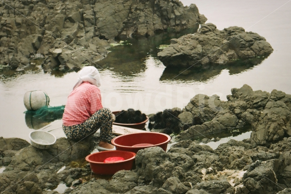 어부,성게,어촌,해녀,필름사진,사람,인물,인간,human,person,여성,여자,woman,female,lady,산업,industry,industrial,어업,fishery,fishing industry
