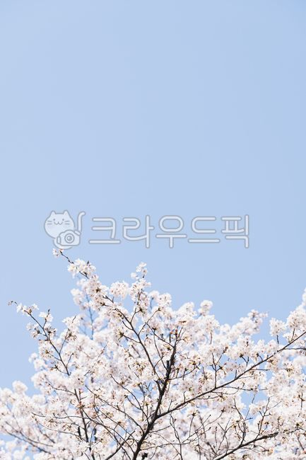 spring,sky,cherry blossom tree,Cherry Blossom,nature,background,cherryblossom,flower