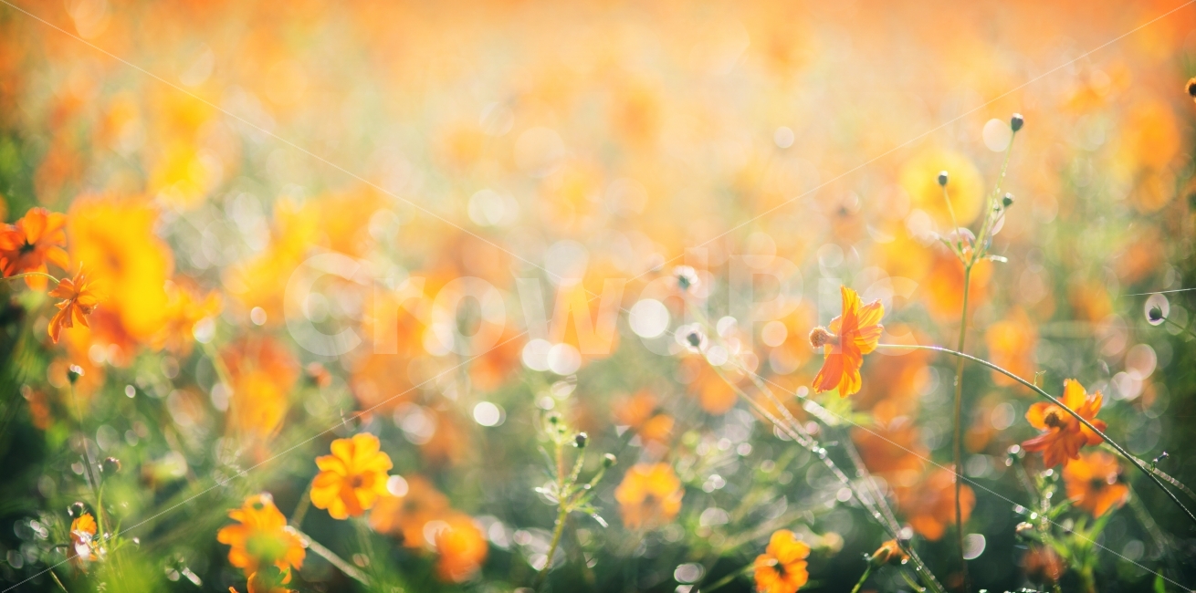 코스모스,꽃,빛망울,아침햇살,가을,가을하늘,가을꽃,노란색,또바기다솜,꽃사진,가을,계절,fall,autumn,season,식물,자연,plants,nature,꽃,flower,감성,sensible,feeling,휴식,힐링,rest,relaxation,healing,plant