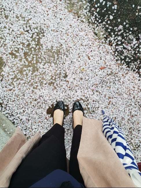벚꽃,봄,봄비,spring,낙화,봄,계절,spring,season,사람,인물,인간,human,person,여성,여자,woman,female,lady