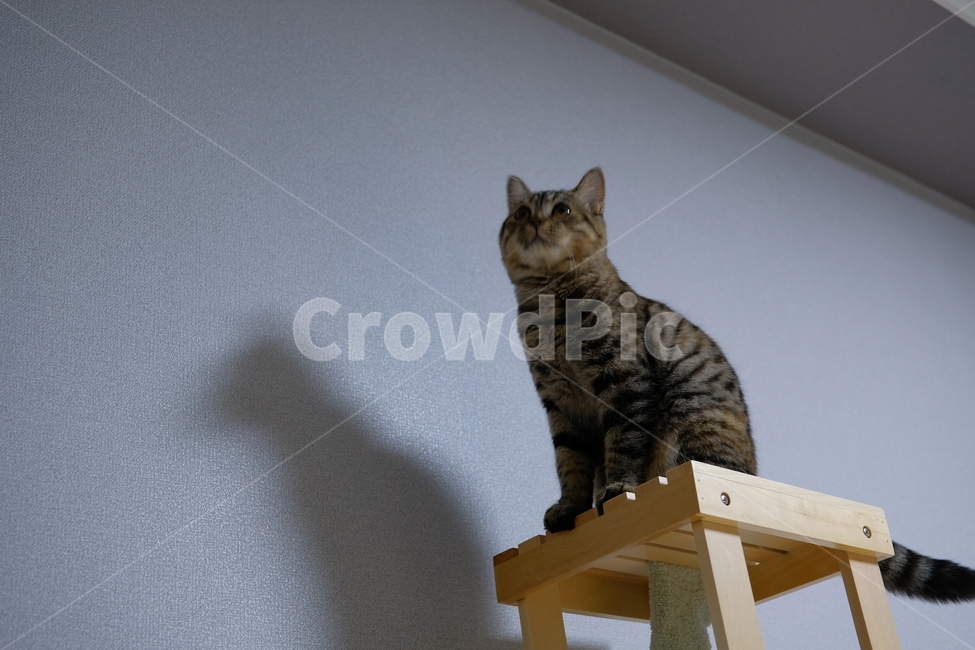 고양이,반려동물,cat,스코티쉬스트레이트,캣타워,동물,animal,포유류,mammal,고양이,cat,kitten,kitty