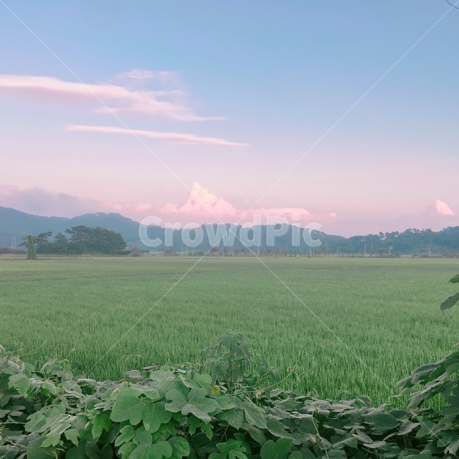 논,하늘,분홍구름,일본감성,노을,자연,풍경,nature,landscape,field,들,grassland,목초지,outdoors,옥외