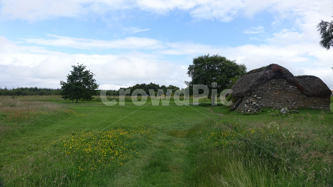 들꽃,벌판,초원,자연,야생화,grass,flower,초가집,field,스코틀랜드,영국