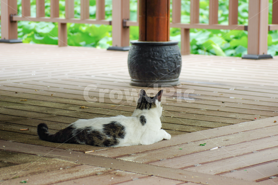 고양이,길고양이,야옹이,길냥이,kitty,야생동물,감성,반려동물,생명,cat,길,street,동물,animal,포유류,mammal,고양이,cat,kitten,kitty