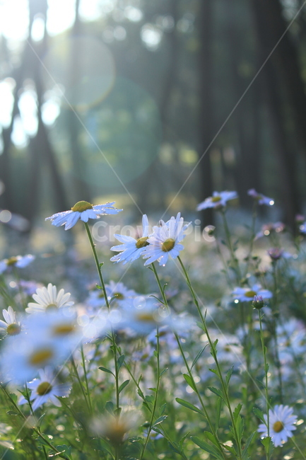 구절초,아침빛,아침햇살,밀양,상쾌,식물,자연,plants,nature,꽃,flower