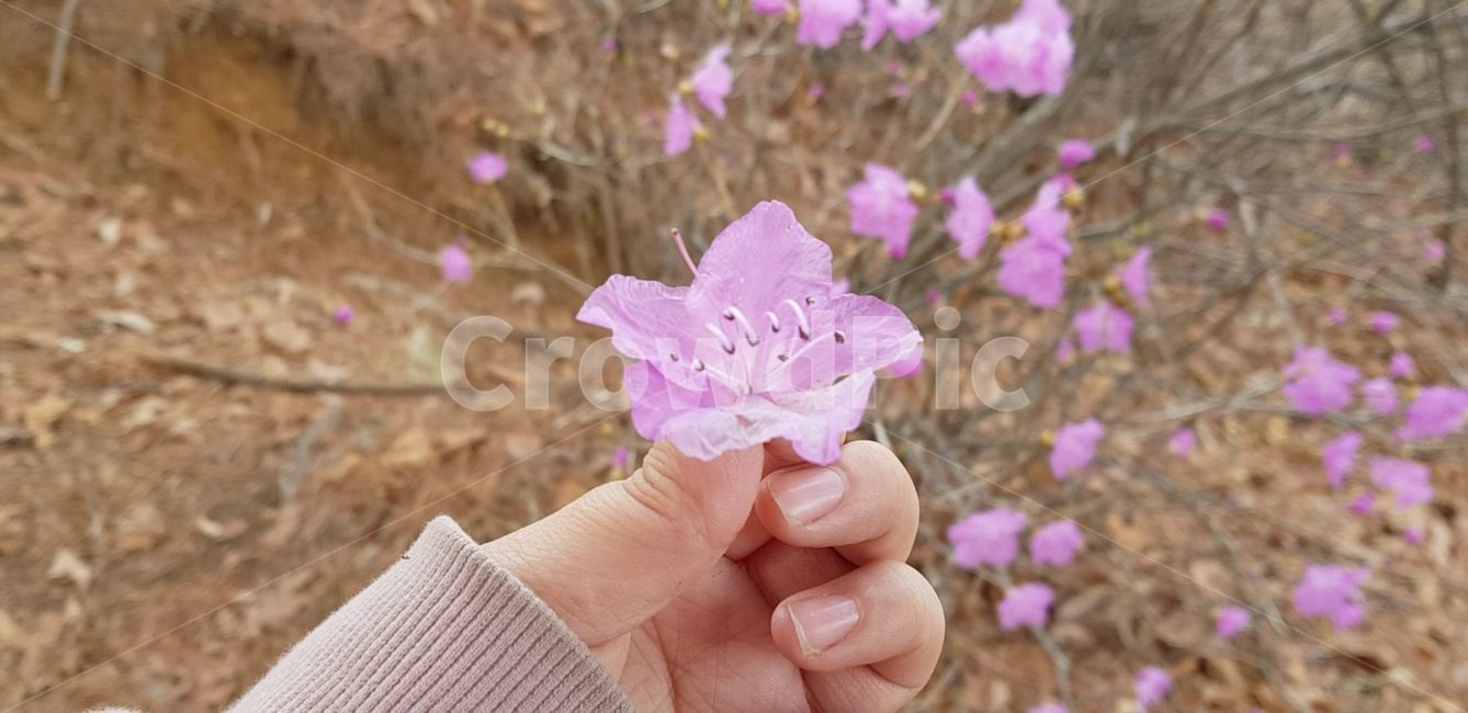 plant,식물,petal,꽃잎,flower,blossom,꽃,geranium,제라늄,진달래