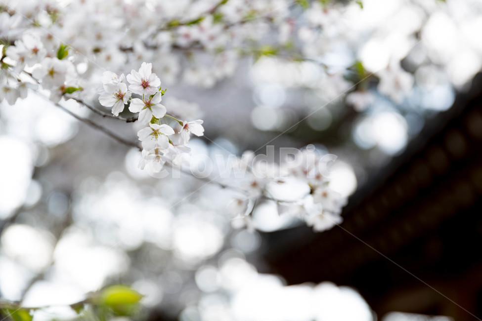 자연,봄,봄꽃,벚꽃,꽃,풍경,봄,계절,spring,season,식물,자연,plants,nature,꽃,flower,감성,sensible,feeling,휴식,힐링,rest,relaxation,healing,plant,blossom