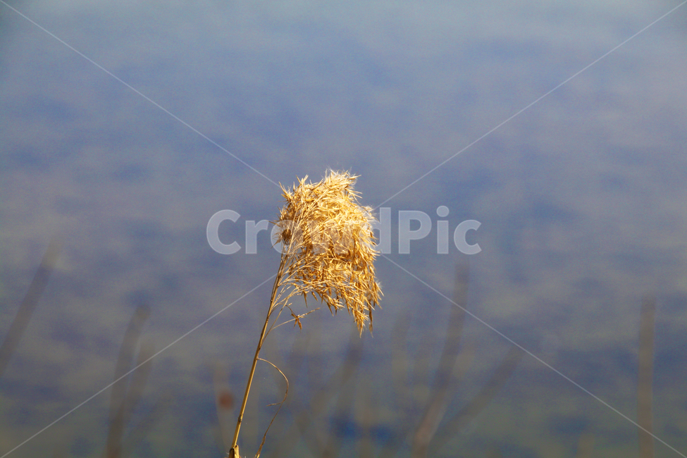 갈대,억새,풀,마른풀,강,하천,식물,자연,plants,nature