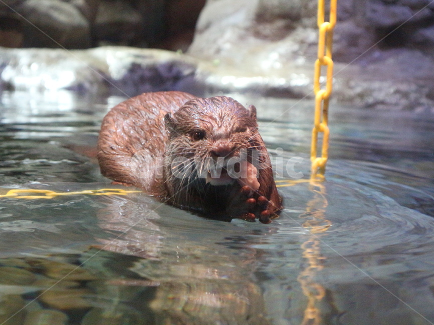 수달,동물,물,포유류,해양동물,동물,animal,포유류,mammal