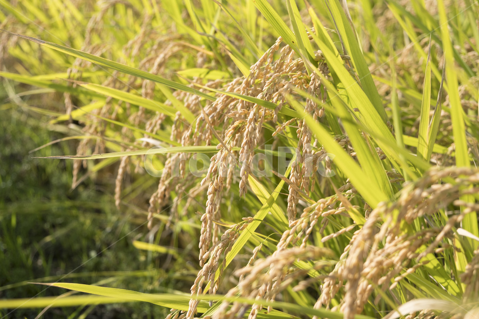 벼,쌀,이삭,논,추수,가을,익다,시골,황금빛,rice,ripen,field,산업,industry,industrial,농업,농사,agriculture,farming,farming industry