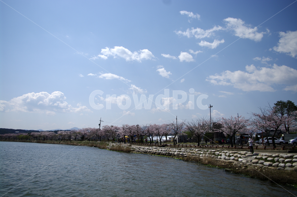 경포호,호수,풍경,나무,하늘,벚꽃나무,봄,봄,계절,spring,season,자연,풍경,nature,landscape,outdoors,옥외,water,물,weather,날씨