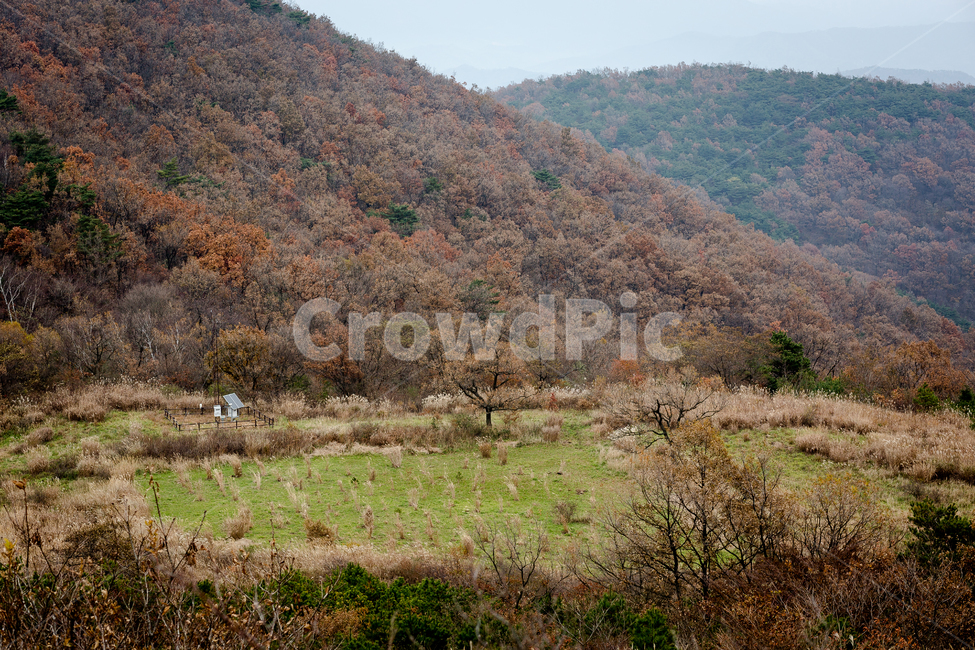 무등산,나무,숲,산길,산,억세,자연,풍경,nature,landscape,한국자연풍경,한국자연경관,korea nature landscape,outdoors,옥외