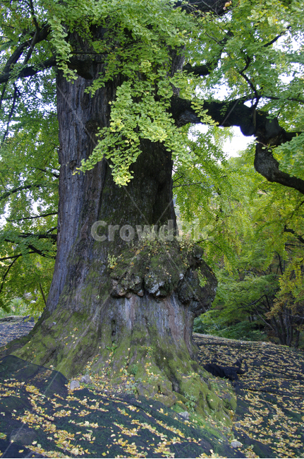 은행나무,잎,식물,plant,은행잎,은행알,식물,자연,plants,nature,나무,trees,wood