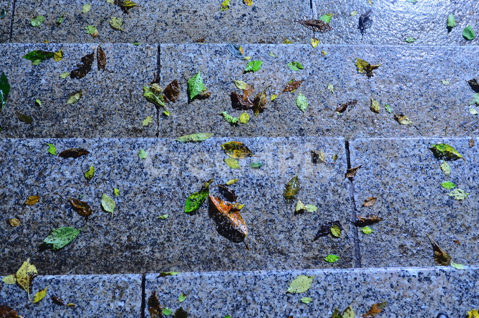 낙엽,가을,나뭇잎,ground,바닥,dirtroad,흙길,road,gravel,고독,감정,감성,디자인,필,느낌,분위기,서정,슬픔,우울,그리움,옛생각,회상,기억,추억,색감,칼라,블루톤,시안,디자이너,사보,카다로그웹,홈페이지,배너,팝업,모바일,콘텐츠,마케팅,오브젝트,이미지