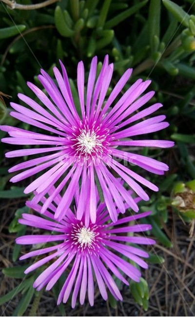 꽃,자연,생물,식물,생태계,만개,꽃종류,flower,개화,꽃송이
