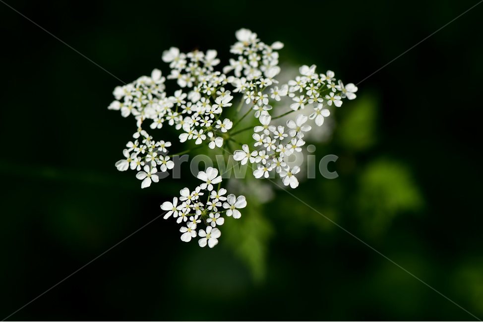 전호,야생화,꽃,식물,자연,생태,플라워,flower,plants,nature,식물,자연,plants,nature,꽃,flower