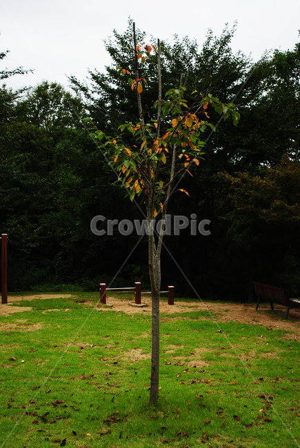 나무,한그루,앙상한,가을,덩그러니,가을,계절,fall,autumn,season,식물,자연,plants,nature,나무,trees,wood,tree,plant