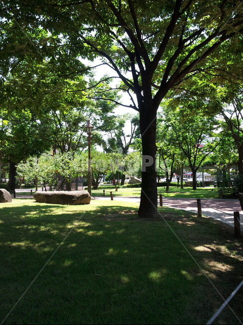 대구,공원,산책,나무,햇빛,자연,풍경,nature,landscape,grass,잔디,plant,식물,park,outdoors,옥외,lawn,tree