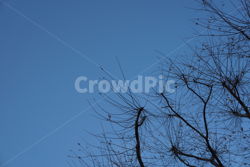 winter,겨울,sky,하늘,나무,tree