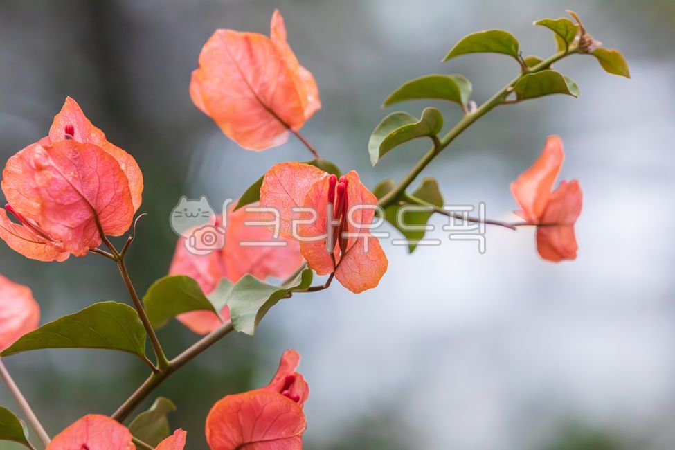 부겐빌레아,부게인빌레아,부게인빌레아글라브라,부겐베리아,빨간색,포,꽃,초록색,잎,종이꽃,분재용,보우가인빌레아,분꽃과,부겐빌레아속,덩굴식물,소교목,식물,자연,bougainvillea,bougainvilleaglabra,red,bract,flower,green,leaf,paperflower,bougainvilleagenus,vine,plants,nature