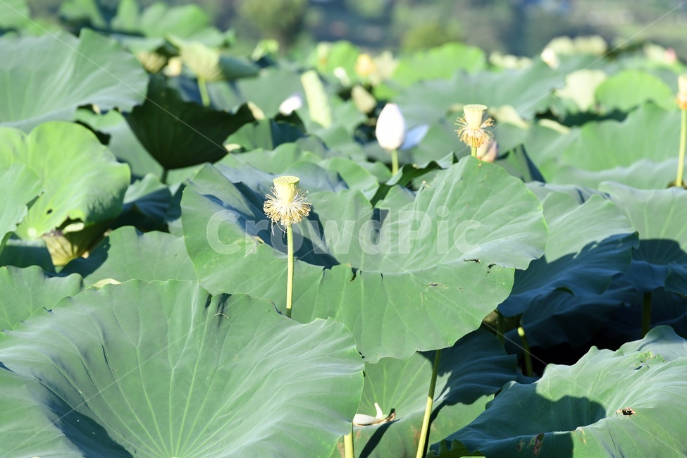 연못,수련,식물,자연,여름,정원,푸르른,물,수경식물,연못가,연못정원,plants,nature,연,연꽃,힐링,flower,감성,연잎,식물,자연,plants,nature,꽃,flower