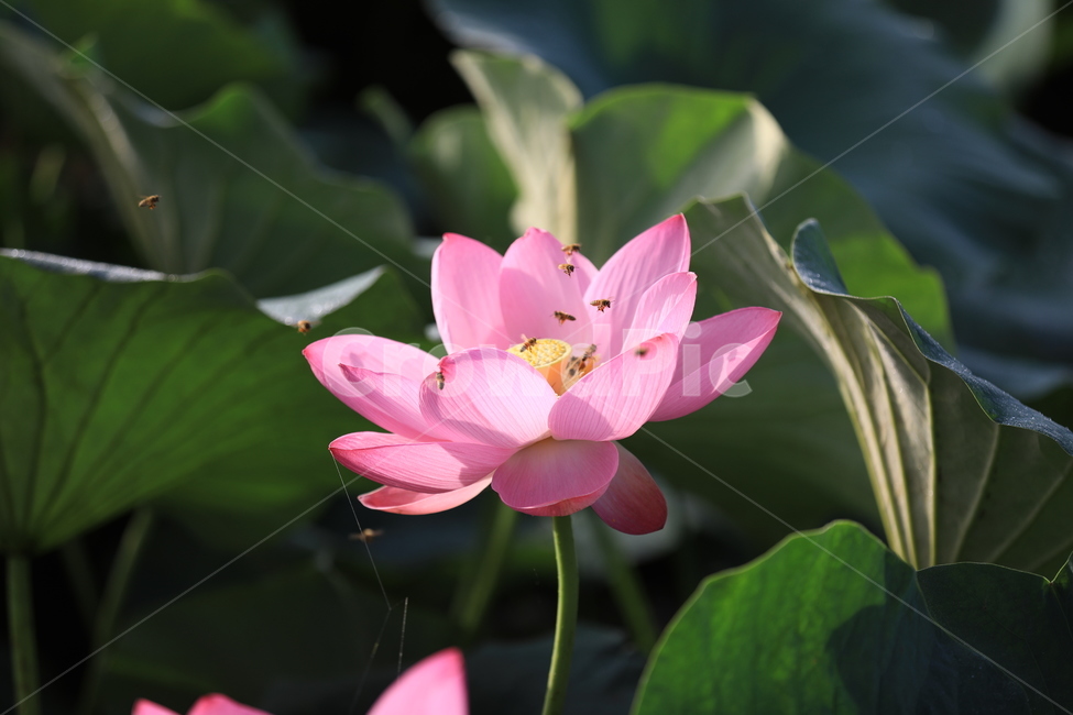연꽃,꽃,핑크,연못,벌,lotusflower,flower,pink,pond,bee,식물,plant,blossom,식물,자연,plants,nature,꽃,flower