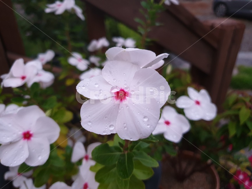 식물,꽃,하얀꽃,야외,화분,식물,자연,plants,nature,꽃,flower