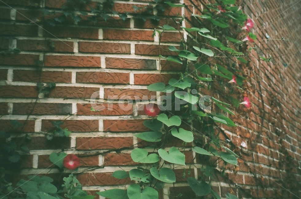 담쟁이덩쿨,빨간벽돌,필름사진,나팔꽃,자연,식물,자연,plants,nature