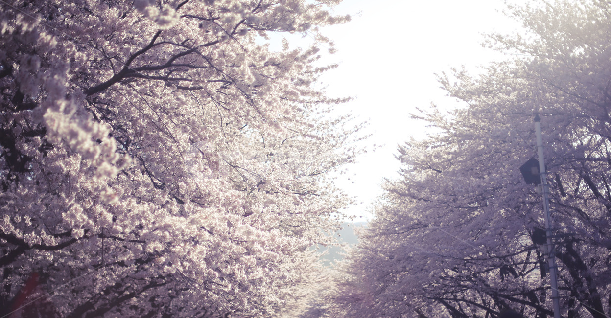 벛꽃,진해,경화역,봄꽃,축제,풍경,봄,계절,spring,season,자연,풍경,nature,landscape,한국자연풍경,한국자연경관,korea nature landscape,감성,sensible,feeling,plant,식물,blossom,꽃,cherry blossom,벚꽃,flower