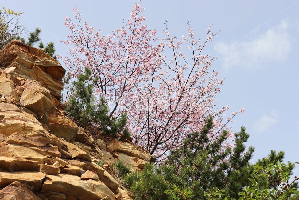 자연,벚꽃,나무,따뜻한,분위기있는,cherryblossom,warm,nature,바위