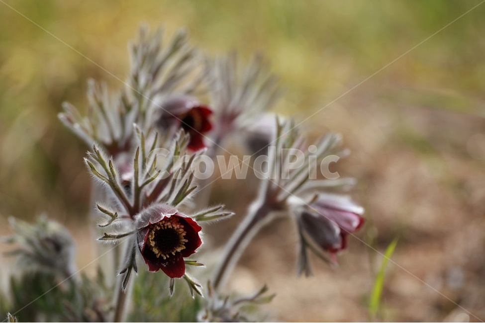 spring flowers,red,plant,pasqueflower,flower