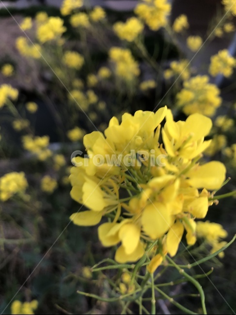 spring,꽃,flower,봄,유채꽃