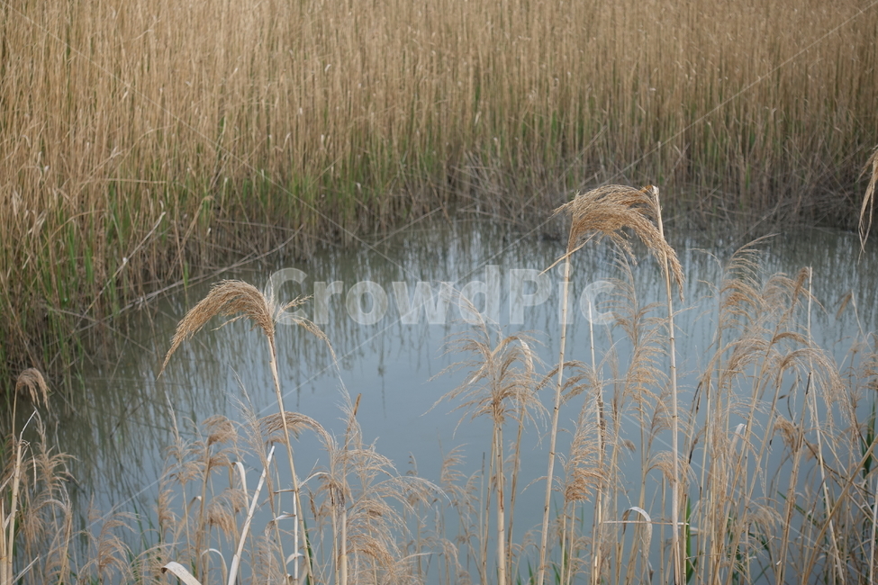 순천,순천만,습지,reed,갈대,plant,식물