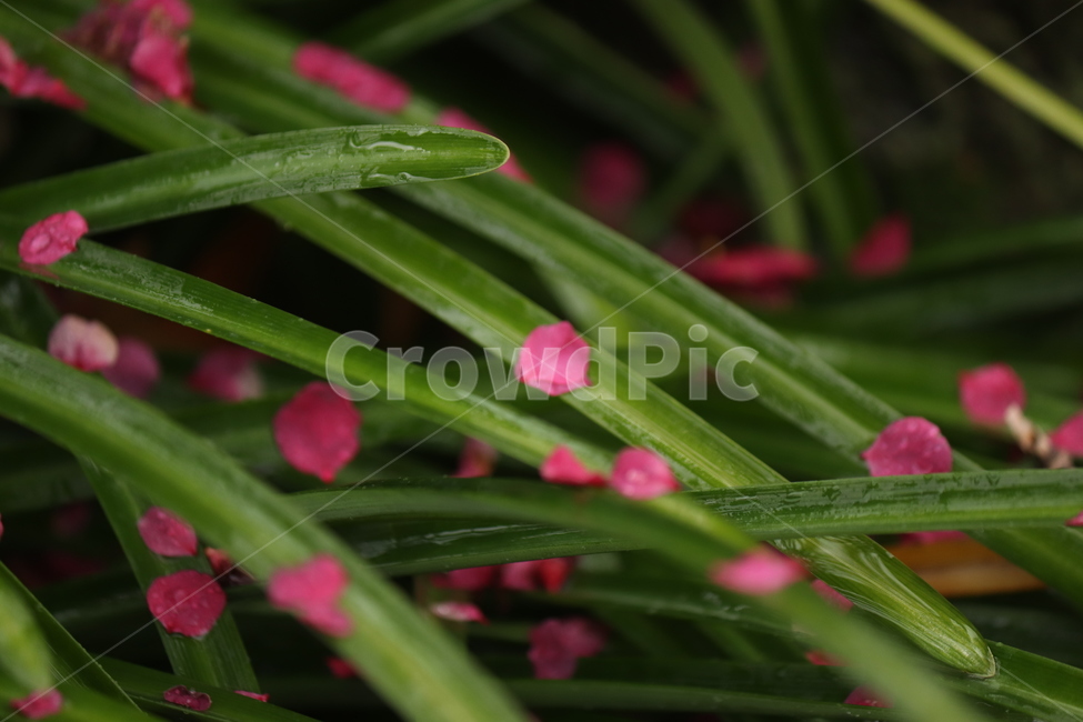 꽃잎,비오는,낙화,감성,배경화면,봄날,식물,자연,plants,nature,꽃,flower